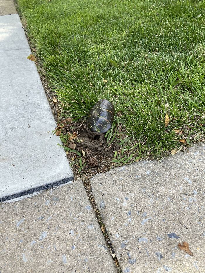 I Watched An Eastern Painted Turtle Dig A Nest And Lay 5 Eggs By My Apartment