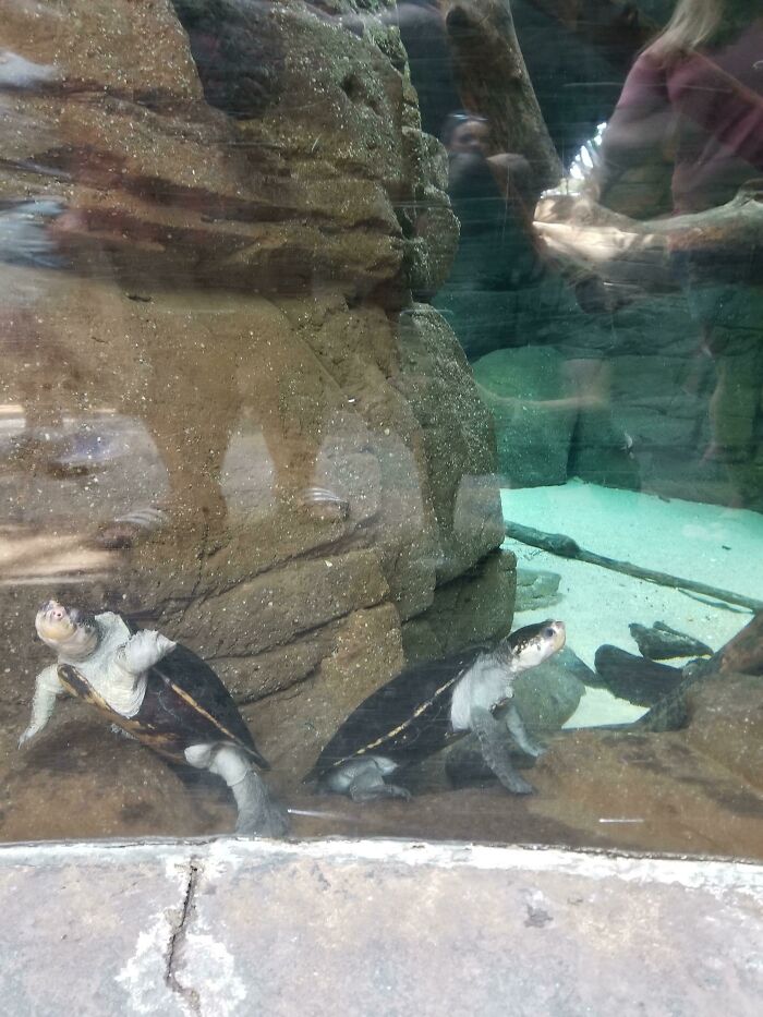 This Turtle Is Sitting Like A Dog