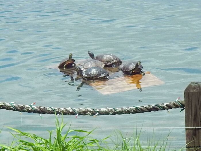 My Grandfather Built A Floating Dock For Turtles In The Lake By Their House, And The Turtles Love It
