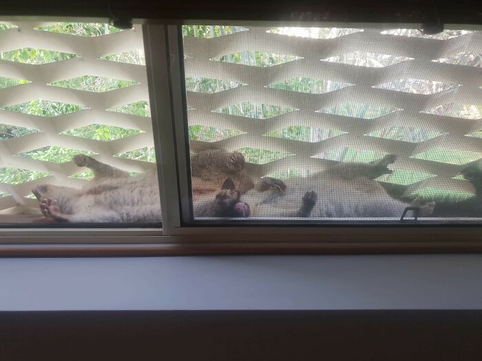 Possums relaxing upside down on a window screen, displaying adorable behavior.