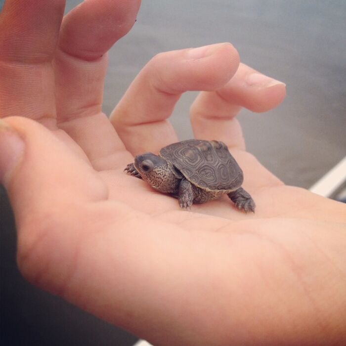 I Know It's Not A Kitten... But... Aww