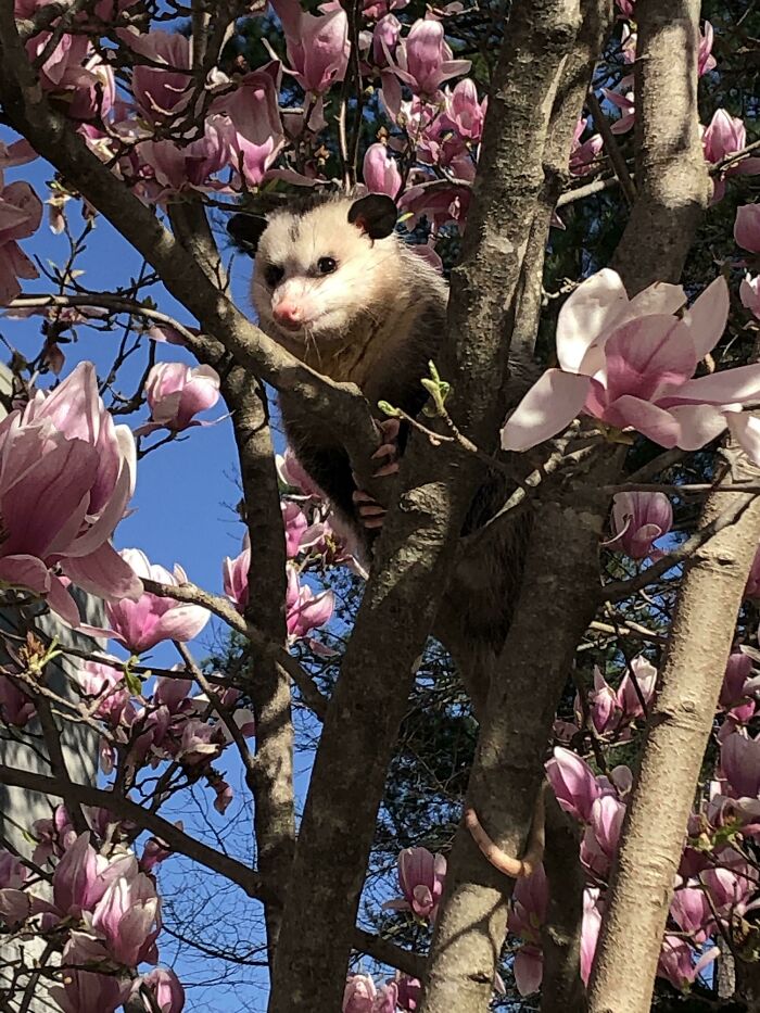 Found This Guy On My Way To Work Today