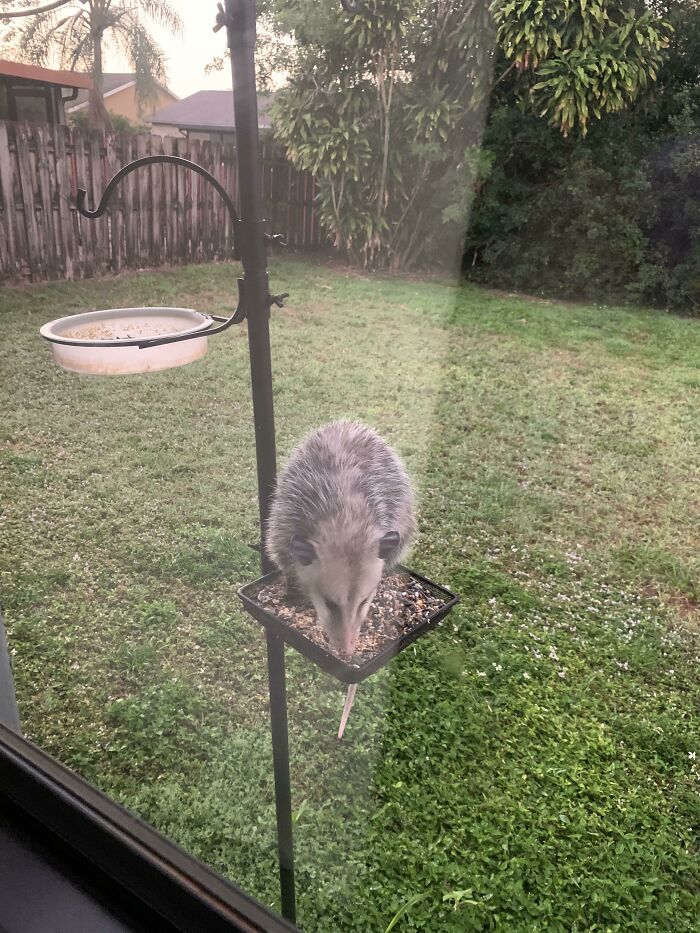 Anyone Know What Kind Of Bird This Is?