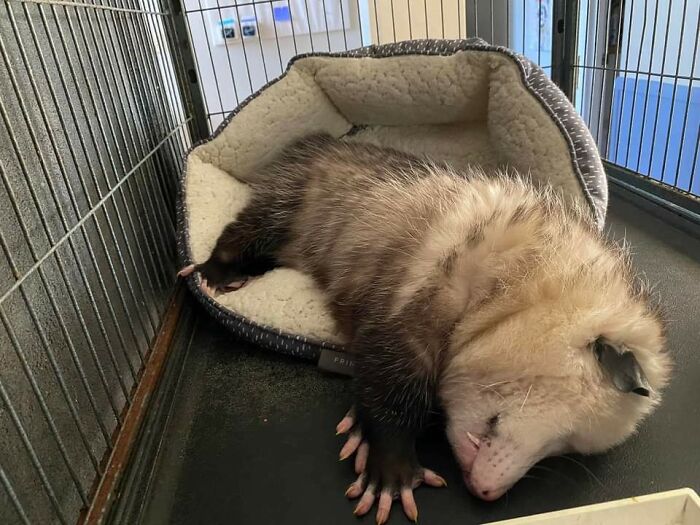 The Rough Life Of An Unreleasable At Second Chances Wildlife Center