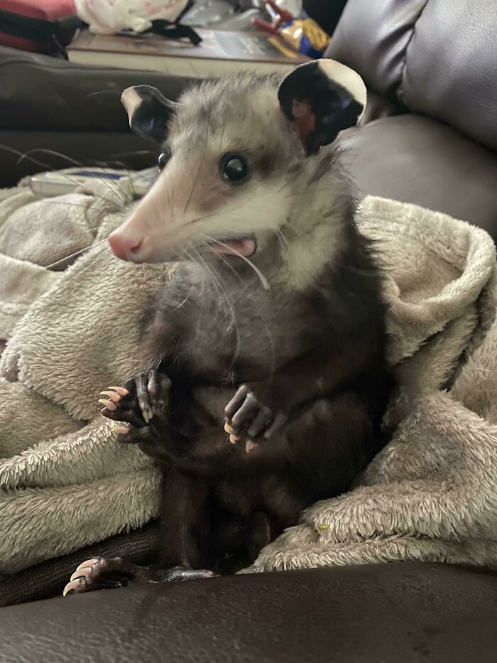 Current Mood... My Sister’s Possum