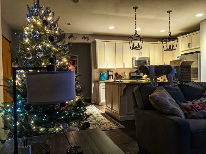 She's Never Seen A Christmas Tree Before