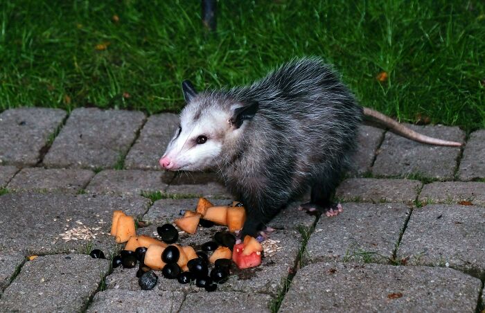 A Summertime Photo To Cheer Everyone Up. She Dens Nearby And Still Visits My Back Yard Regularly, But Not Every Night During The Winter