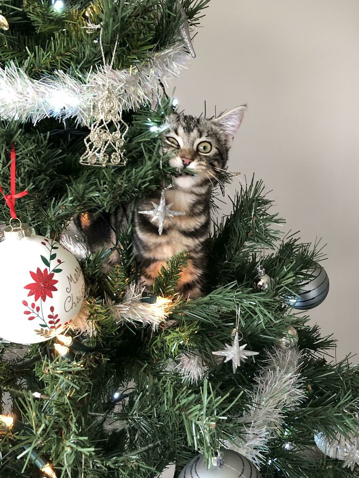 Toulouse’s First Christmas