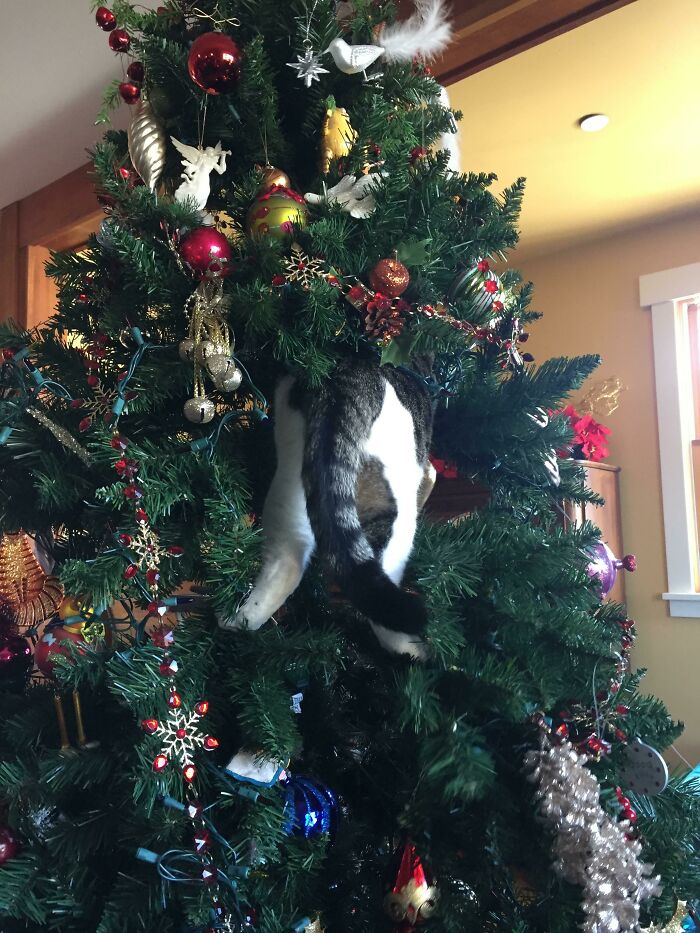 I Think This Is My New Favorite Christmas Ornament