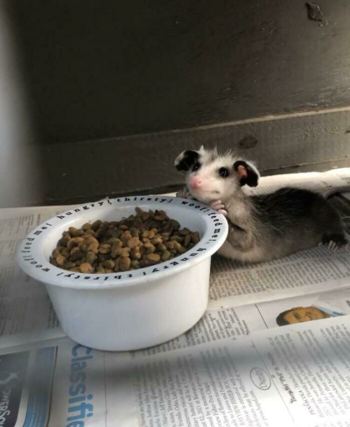 Possum lying beside a bowl of food on a newspaper, looking up adorably.