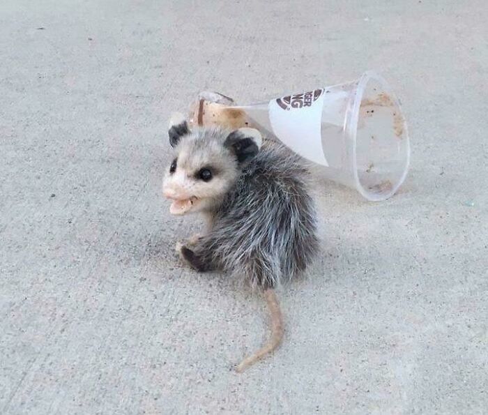 Do Not Touch My Burger King