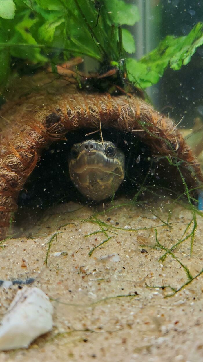 Snug As A Bug In A Rug