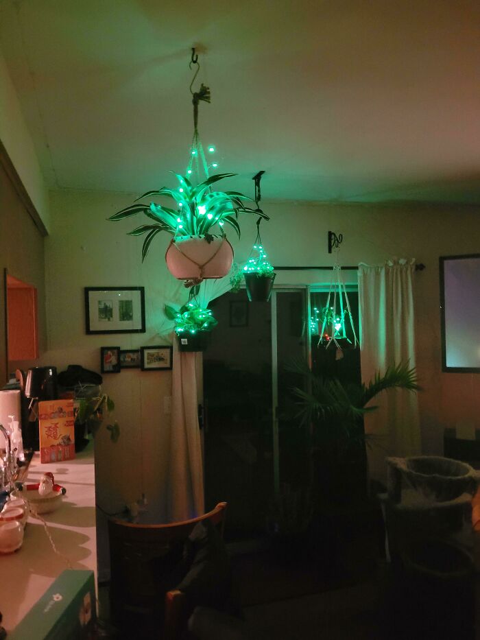 Houseplants' Xmas