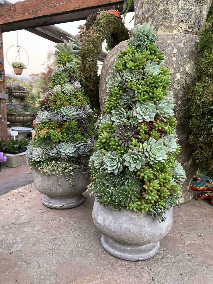 My Daughter Made Her First Succulent Christmas Trees