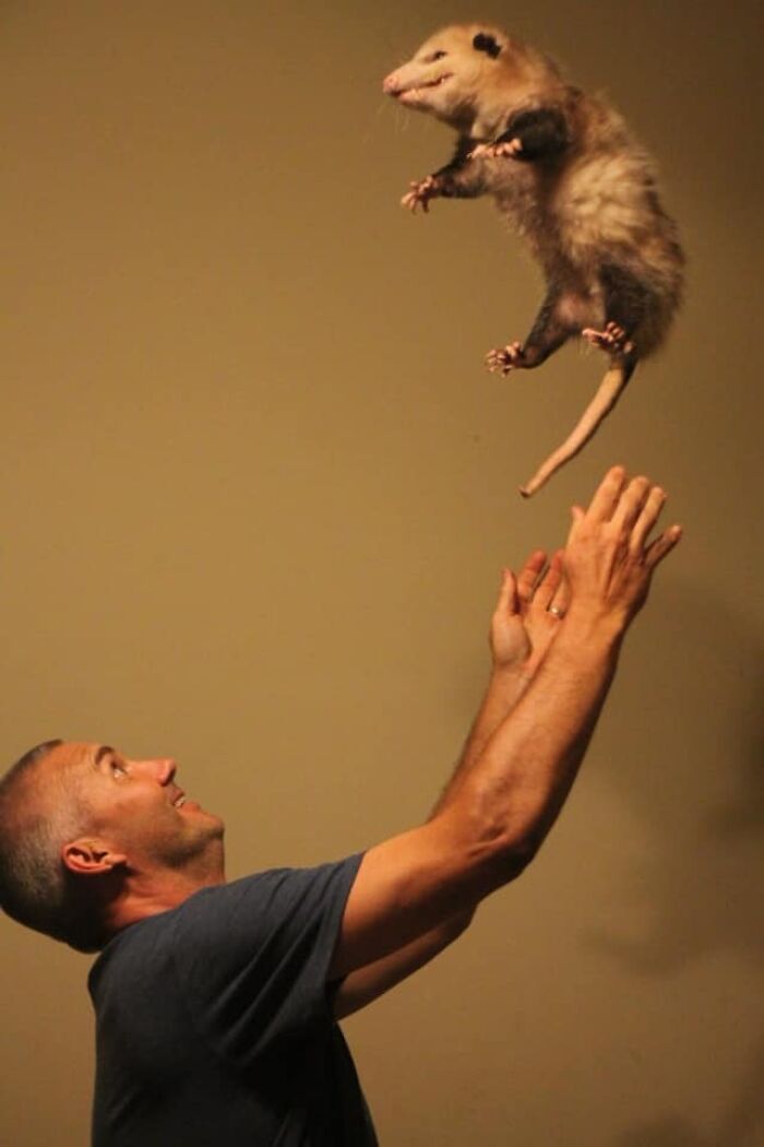 Man joyfully tossing possum mid-air, capturing an adorable moment with the animal.