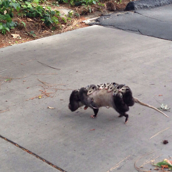 Possum with multiple babies on its back walking on a concrete path, showcasing adorable behavior.