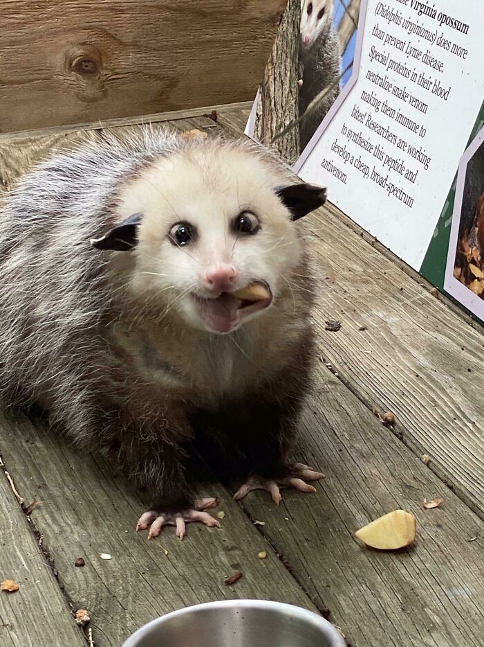 Adorable opossum sitting on a wooden deck, nibbling on food with a cute expression.