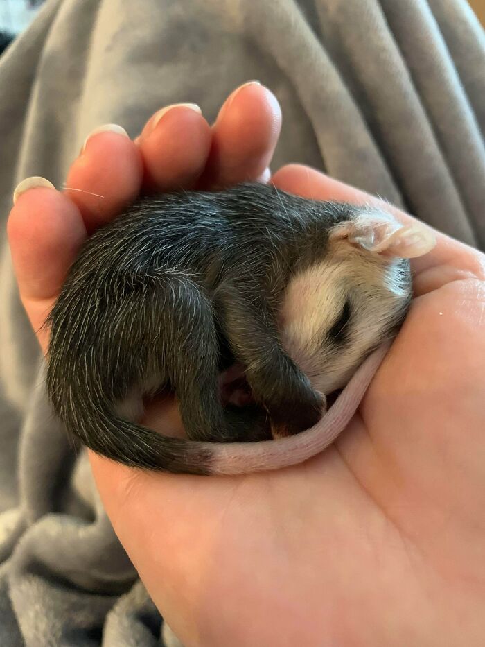 A tiny opossum curled up and sleeping in a person's hand, showcasing its adorable nature.