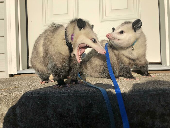 Took My Girls Out For Some Sun Today