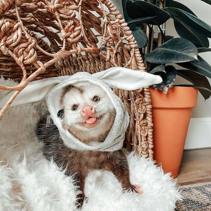 Cute possum in a white bunny hat, sitting on a fluffy rug near a wicker basket and a potted plant.