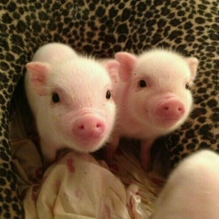 We Need More Piglets Around Here