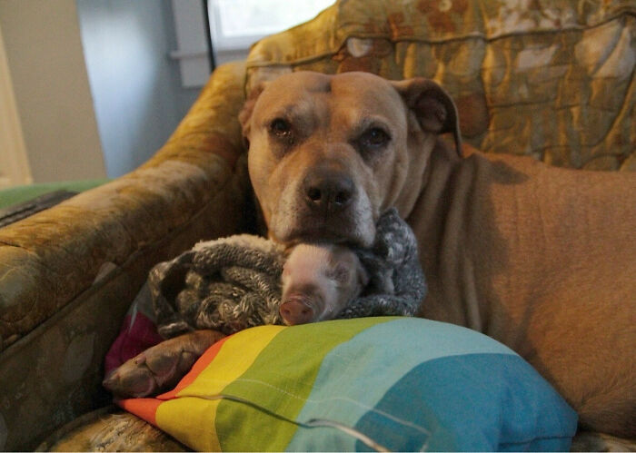 My Dog Has Found Her Calling: Being A Surrogate Piglet Mommy