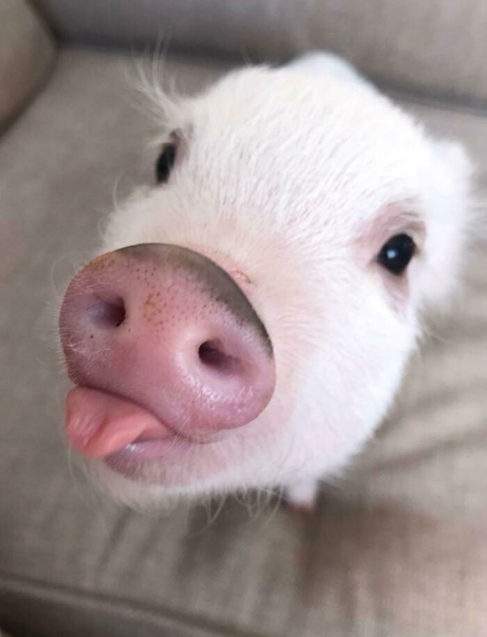 Derpy Piglet Blep