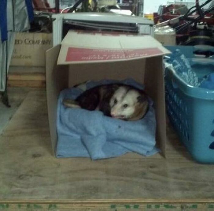 Possum nestled in a cardboard box with a blue blanket, showcasing adorable behavior.