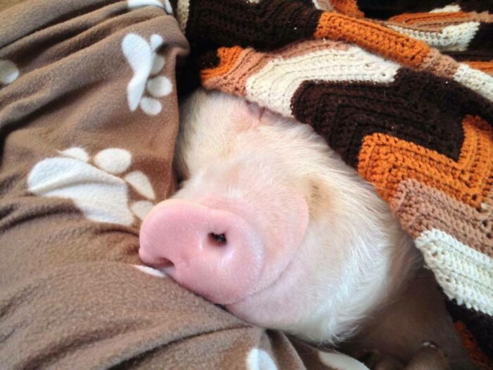 Pig In A Blanket