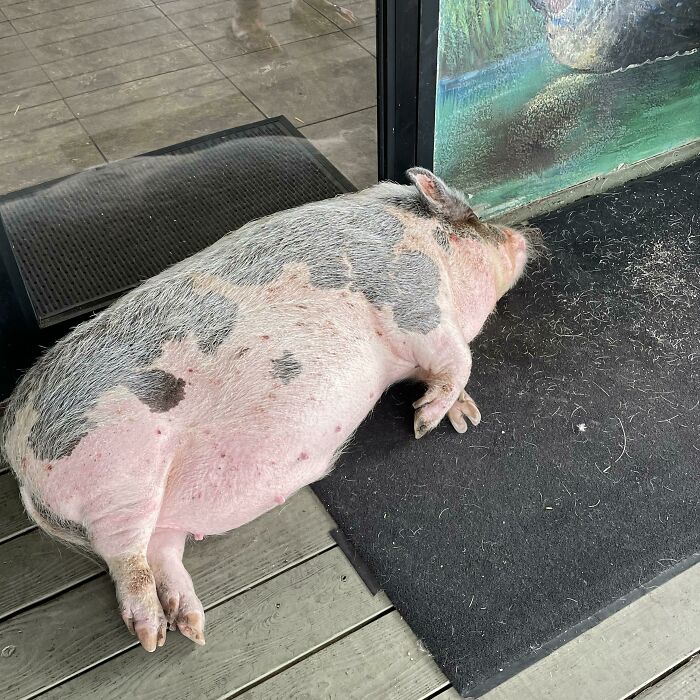 Just A Pig Chilling In A Doorway (Yes The Pig Is Alive And It’s Name Is Pork Chop)