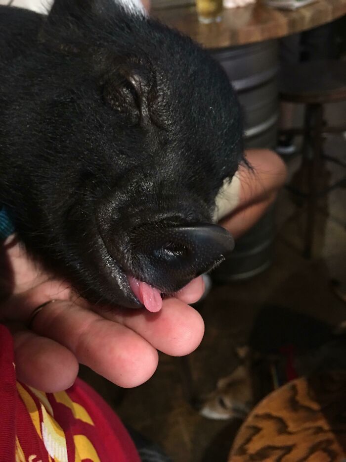 Happy Monday! Hamlet The Pig Derp