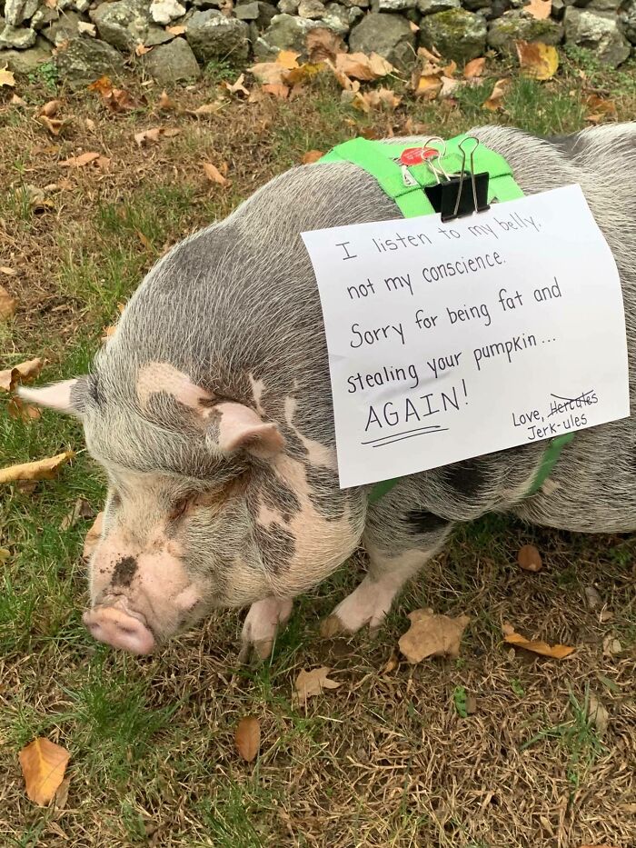 Hercules Cannot Help Himself During Pumpkin Season