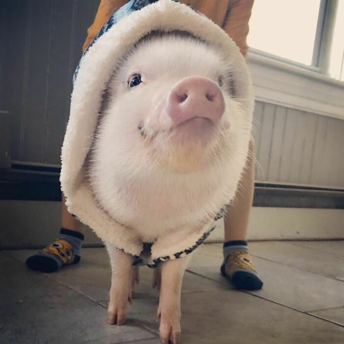 Ready To Go For A Walk In His Winter Coat