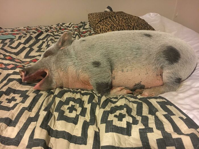 So Glad It’s Socially Acceptable To Be Lazy These Days