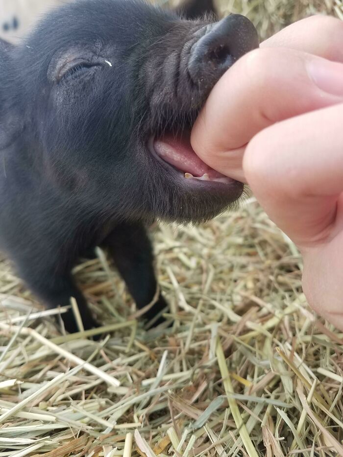 Piggy Nibbles