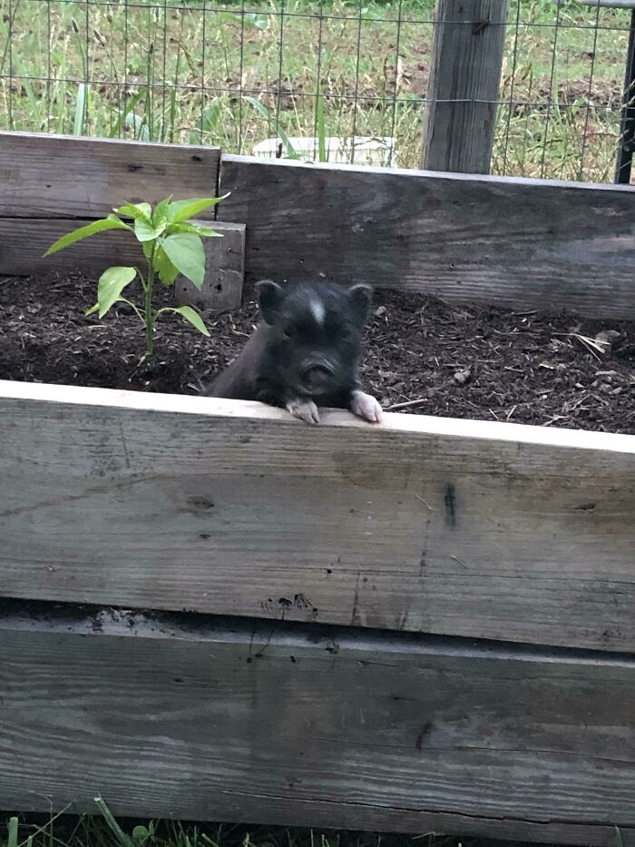 Scooter Pig! There You Are