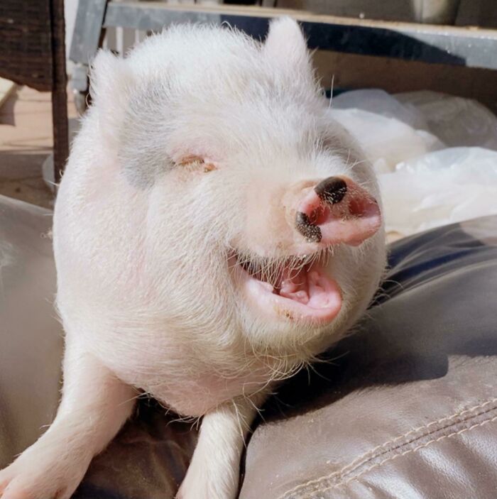 Hello From Penny! She’s A Happy Girl