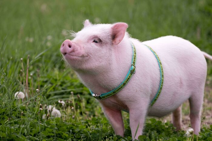 Hamlet's "Noble Pig" Pose