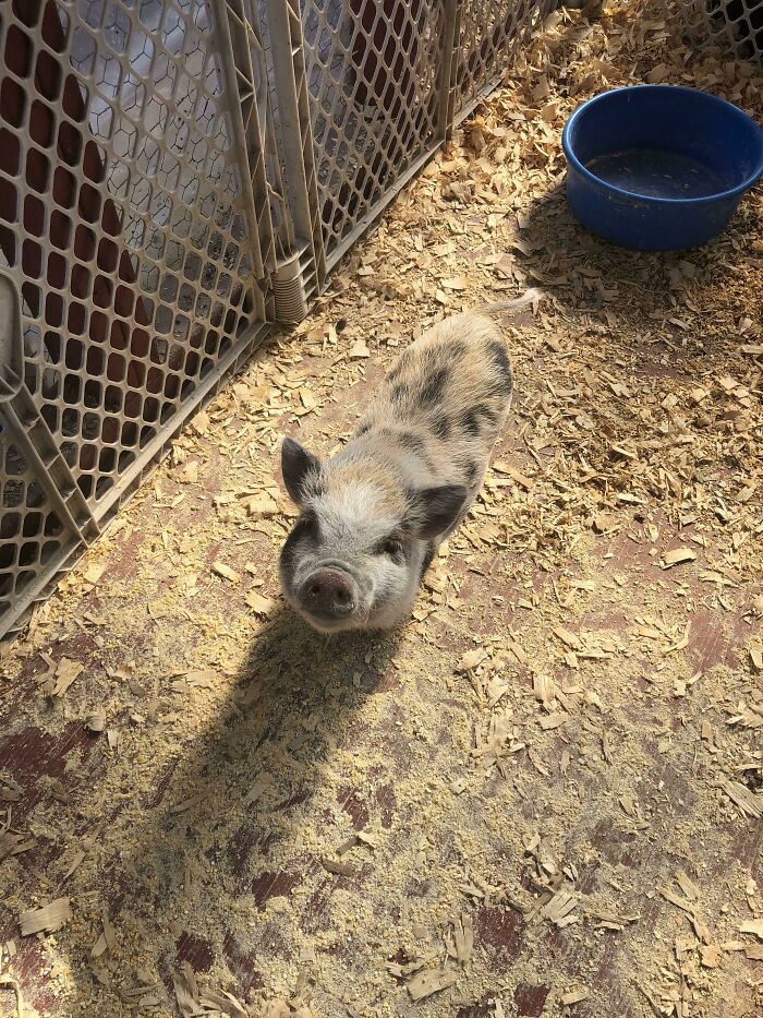 Sweet Polka Dot Piggy