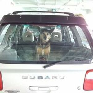 rocketroscrea avatar