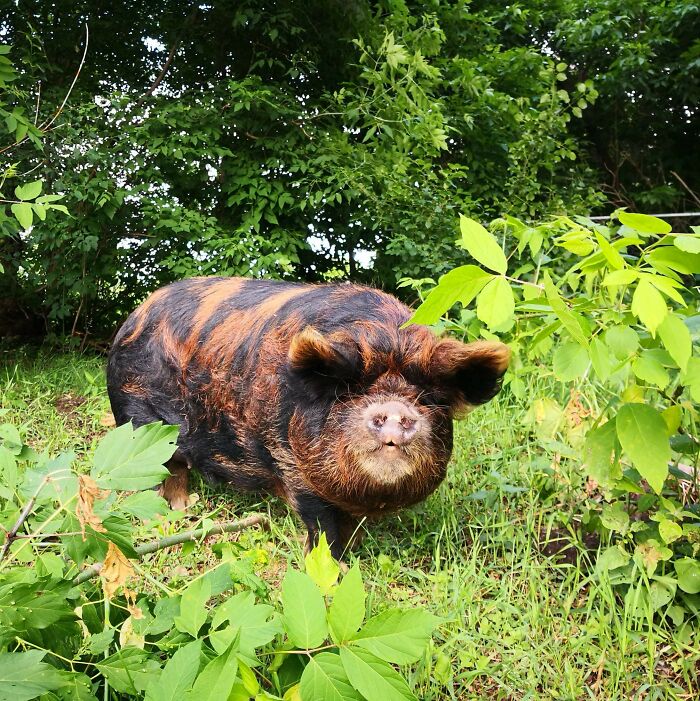 This Is Dragon, One Of The Newest Members Of Our Sanctuary