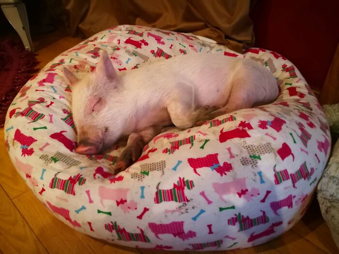 Bruce Update: He Got His Way Again After A Day Of Fun In The Mud