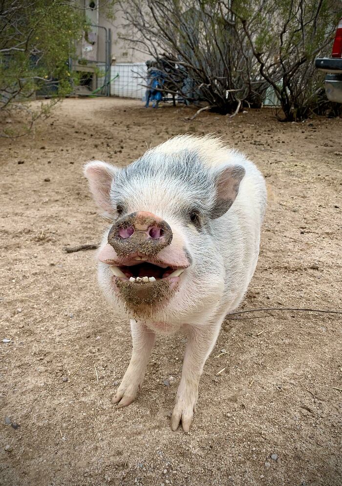 Penny Showing Off Her Pearly Whites