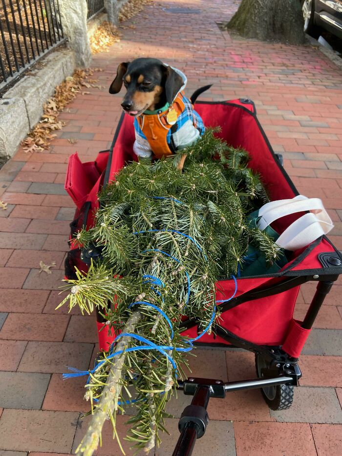 He Enjoyed Picking Out A Christmas Tree