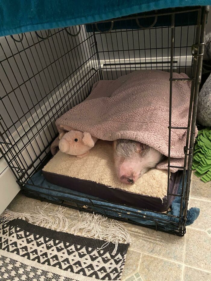 Some Preciousness For All Piggy Lovers