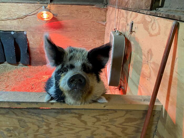 What Type Of Pig Is This?