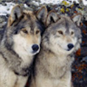 mystiquebrown avatar