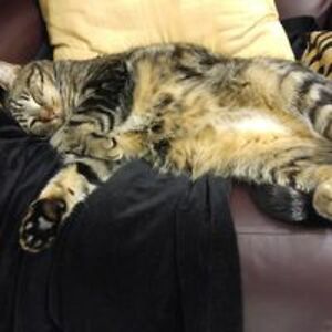 kazy_purrlaski avatar