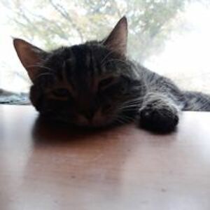 branningsamantha avatar