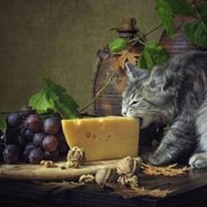 munkiecatbear avatar